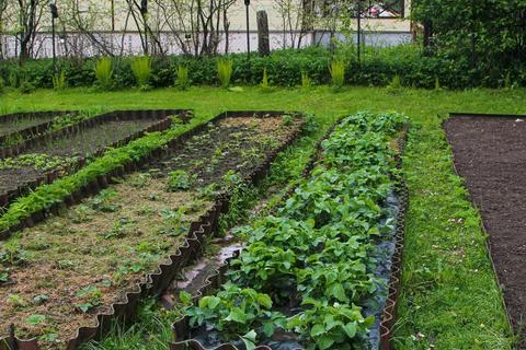 The beds with strawberries spring Stock Photos