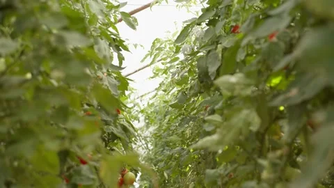 Beds with tomatoes growing in the greenhouse Stock Footage 221401205