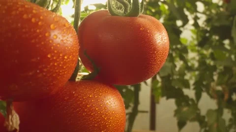 Beds with tomatoes growing in the greenhouse Stock Footage 227487394