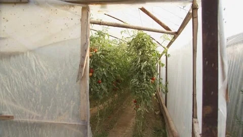 Beds with tomatoes growing in the greenhouse Stock Footage 227488981