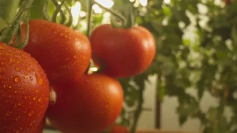 Beds with tomatoes growing in the greenhouse Stock Footage 230970232