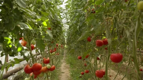 Beds with tomatoes growing in the greenhouse Stock Footage 233986655