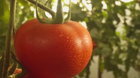 Beds with tomatoes growing in the greenhouse Stock Footage 233987101