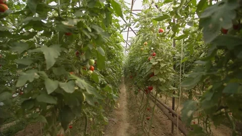 Beds with tomatoes growing in the greenhouse Stock Footage 233994247