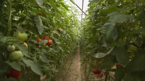 Beds with tomatoes growing in the greenhouse Stock Footage 239932725
