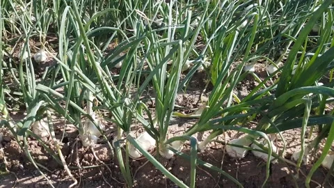 Beds with white onions Stock-Footage 168127135