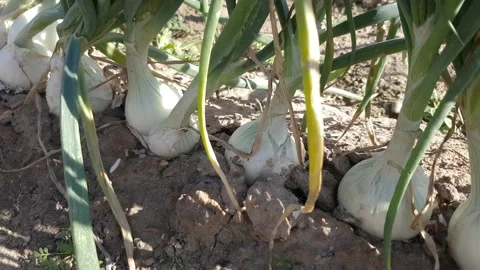 Beds with white onions Stock Footage 168127145