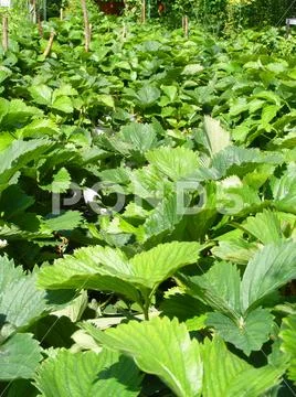 Beds of wild strawberry vertical photo Stock Photos