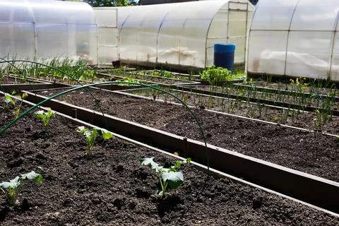 Beds with young cabbage and other vegetables. Stock Photos