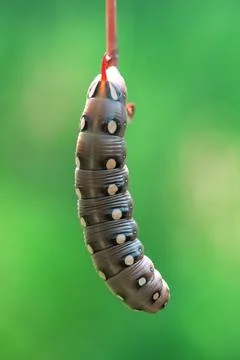 Bedstraw hawk-moth caterpillar Stock Photos