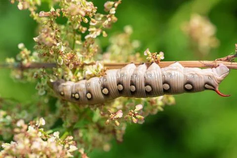 Bedstraw hawk-moth caterpillar Stock Photos