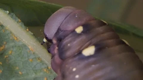Bedstraw Hawk Moth Hyles gallii Larva 3 Stock Footage 209380166