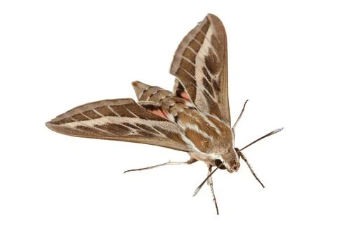 Bedstraw Hawk-Moth or Gallium Sphinx (Lat. Hyles gallii) isolated Bedstraw... Stock Photos