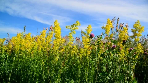 Bedstraw, heather and clover on meadow Stock Footage 80063561