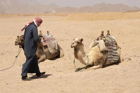 Beduin And Camels Stockfoto's