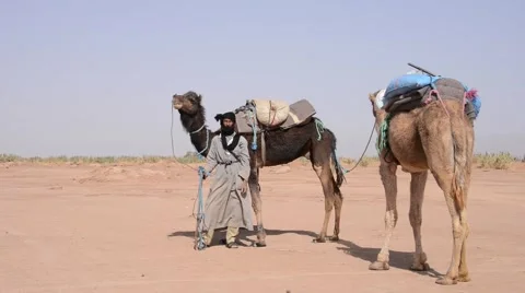 A beduin standing with his camels in the Sahara Desert Stock Footage 49443626