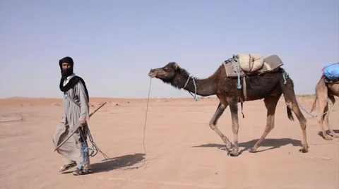 A beduin walking with his camels in the Sahara Desert Stock Footage 49443669