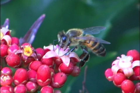 Bee - 0001 Stock Footage 845518