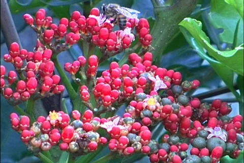 Bee - 0002 Video stock 845519