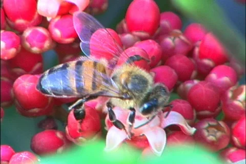 Bee - 0003 Stock Footage 845520