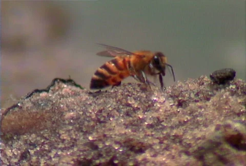 Bee 01 Stock Footage 607379