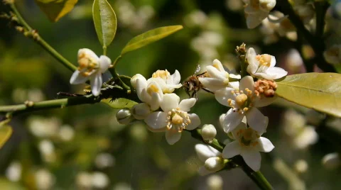 Bee 01 Stock Footage 712099