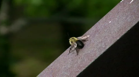Bee 01.mov Stock Footage 139781
