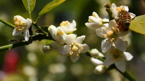 Bee 02 Video stock 712073