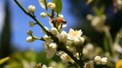 Bee 03 Stock Footage 712088