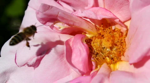 Bee 04 Stock Footage 712112