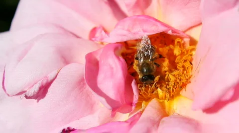 Bee 05 Stock Footage 712119