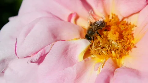 Bee 06 Stock Footage 712129