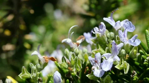 Bee 07 Stock Footage 838386