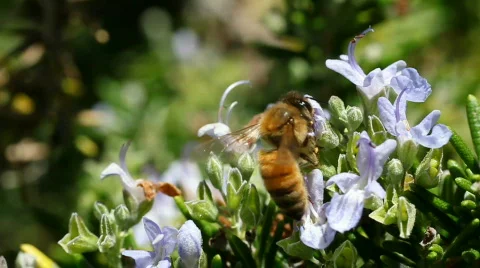 Bee 08 Video stock 838390