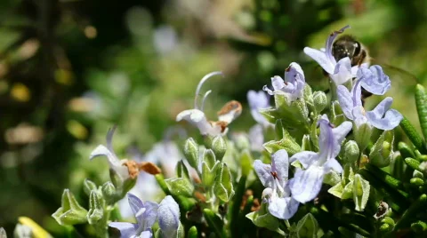 Bee 09 Stock Footage 838396