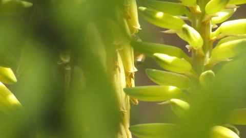 Bee 1 of 3 Video stock 152741723