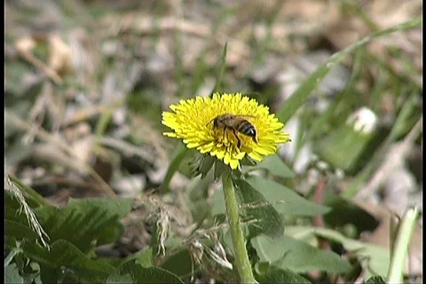 BEE 1 Video stock 64312
