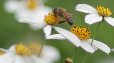 Bee 1 库存影片 8670947