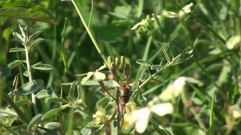 Bee 1 Stockbeeldmateriaal 11144156