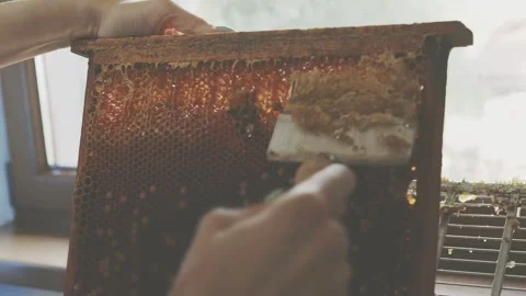 Bee 1 Stock Footage 241945656