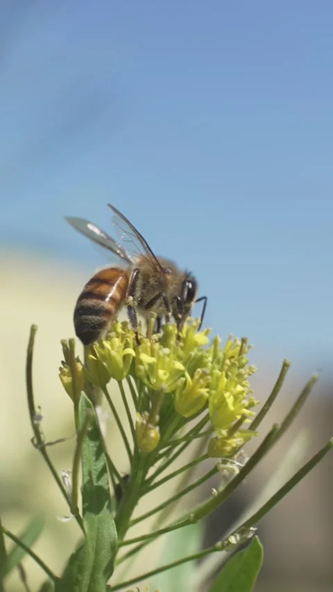 Bee 1 Video stock 274873377