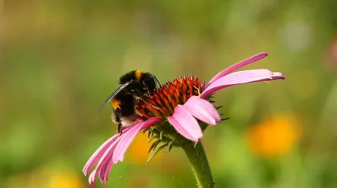 Bee 10 Stock Footage 789039