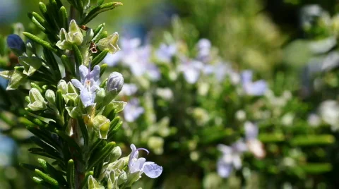 Bee 10 Stock Footage 838384