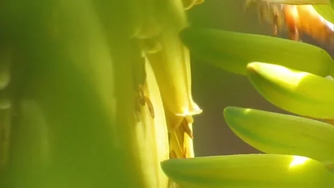 Bee 2 of 3 Video stock 152741731