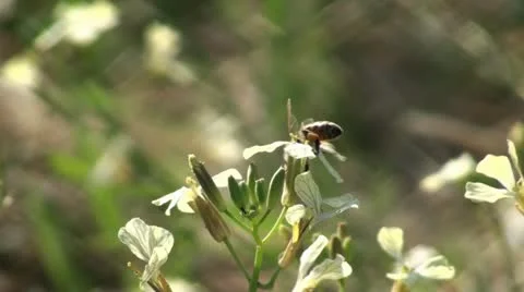 Bee 2 Stock Footage 11144155