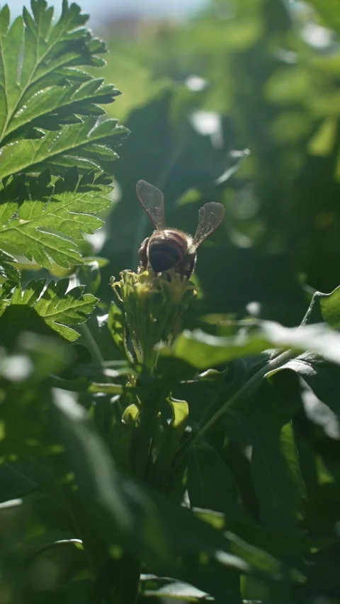 Bee 2 Video stock 274872970