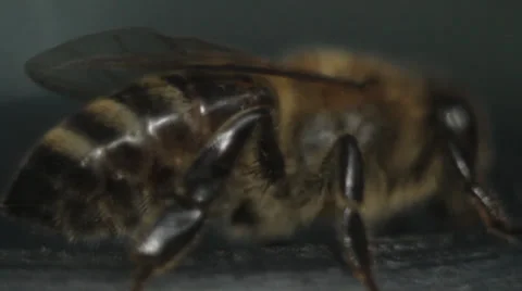 Bee 2 (macro) Stock Footage 34424927