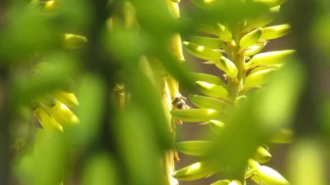 Bee 3 of 3 Video stock 152741736