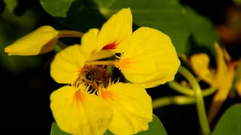 Bee 3 Stock Footage 21527363