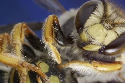 BEE 3 IN SUPER MACRO Stock Photos